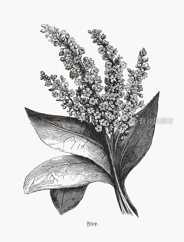 《牛膝草》(Hyssopus officinalis)，木刻，1862年出版